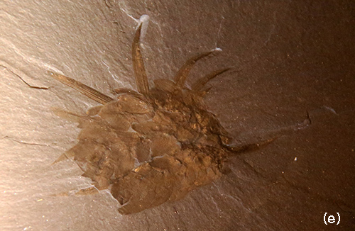 群 バージェス 動物 澄江生物化石群～カンブリア紀の不思議な動物たち