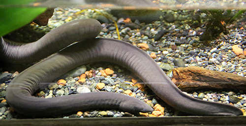 進化の歴史 科学バー