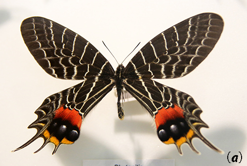 ゴライアス・トリバネアゲハ（1メス・パプアニューギニア産） （すべて  