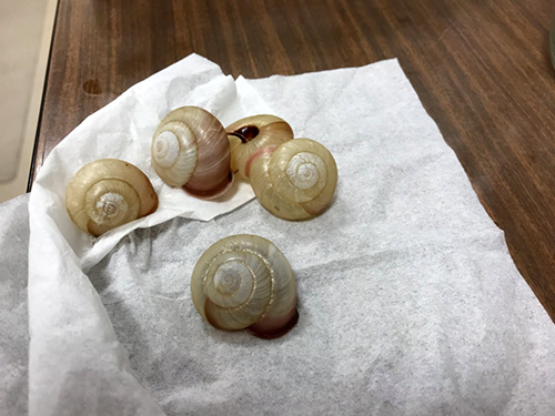 寄生虫を研究している僕がカタツムリとナメクジについて語りたいときに語ること 科学バー